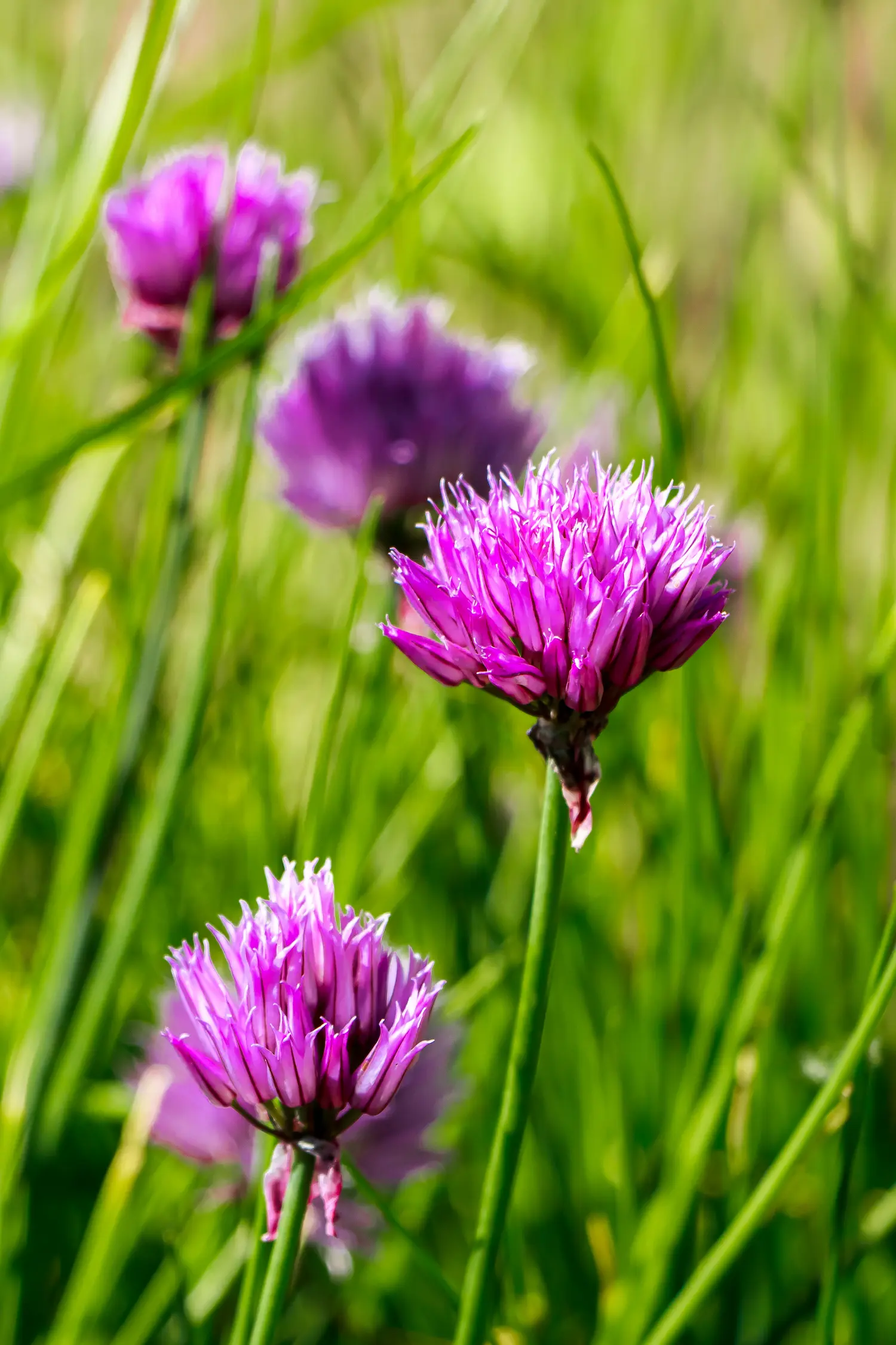 Wilder Schnittlauch in der Natur ist lecker.